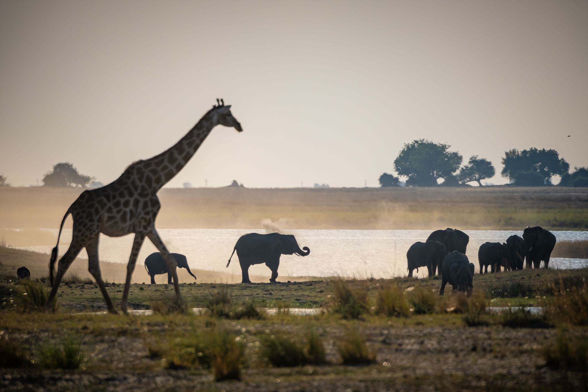 A giraffe and elephant herd at a Chobe waterhole at dusk.