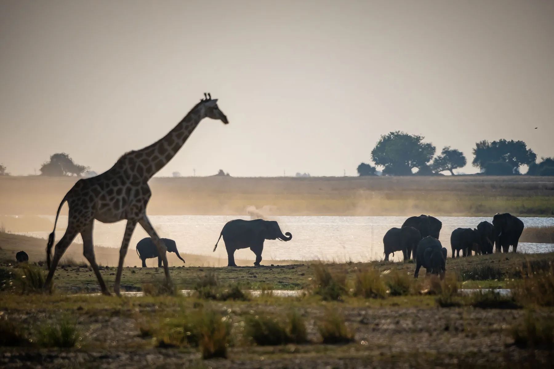 A giraffe and elephant herd at a Chobe waterhole at dusk.