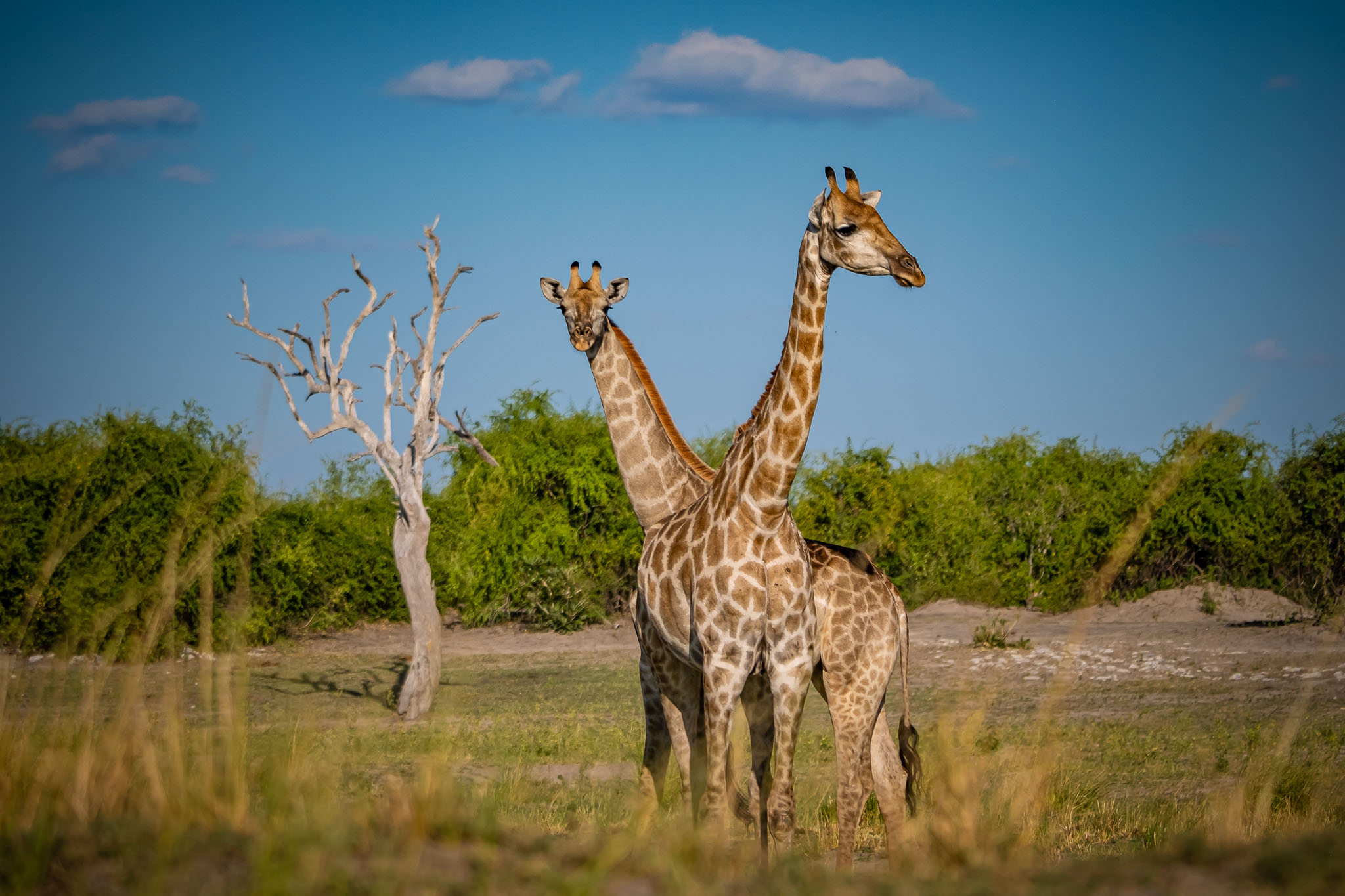 Two giraffes crossing necks against a golden Botswana sky.