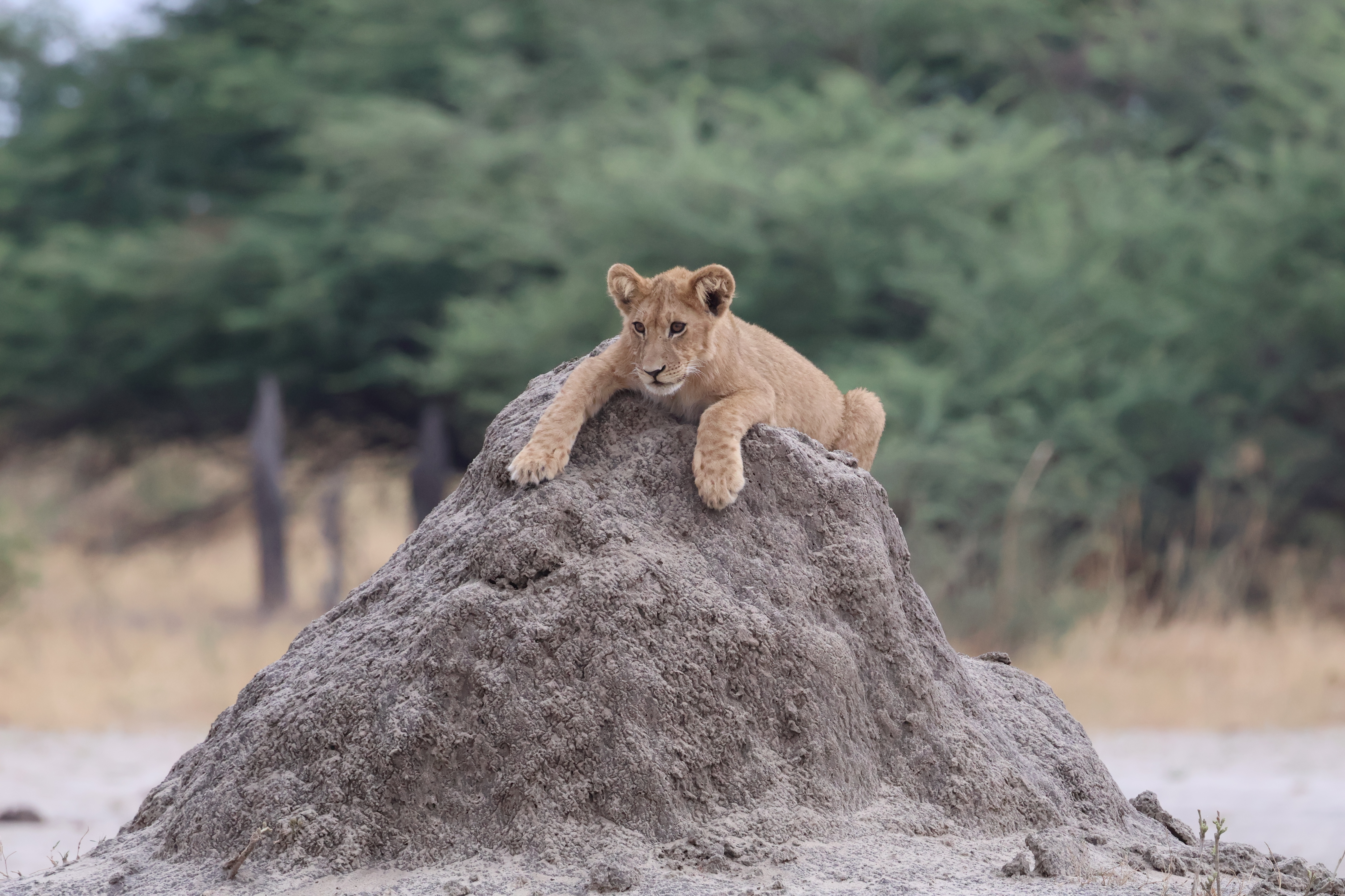 A lion cub resting on a termite mound at Munga Plains.