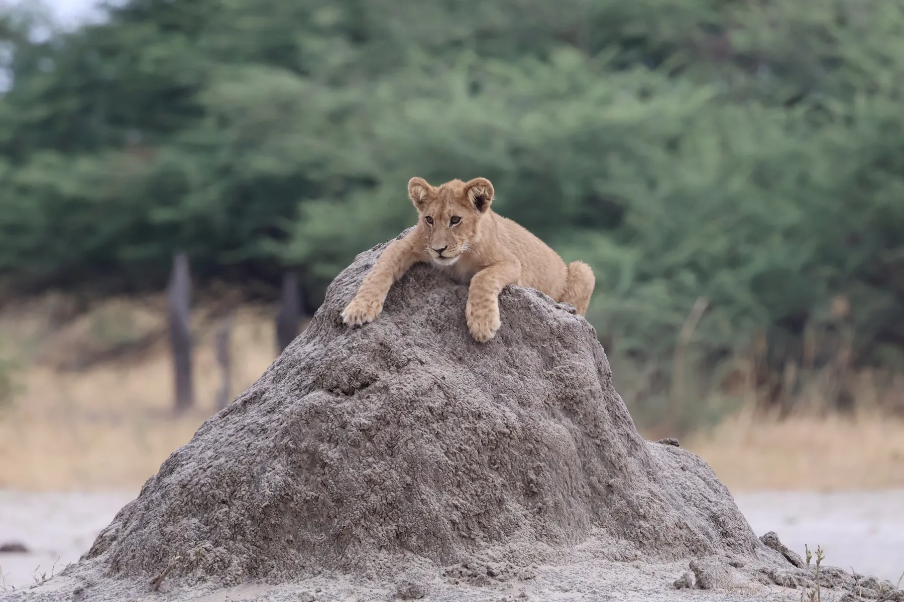 A lion cub resting on a termite mound at Munga Plains.