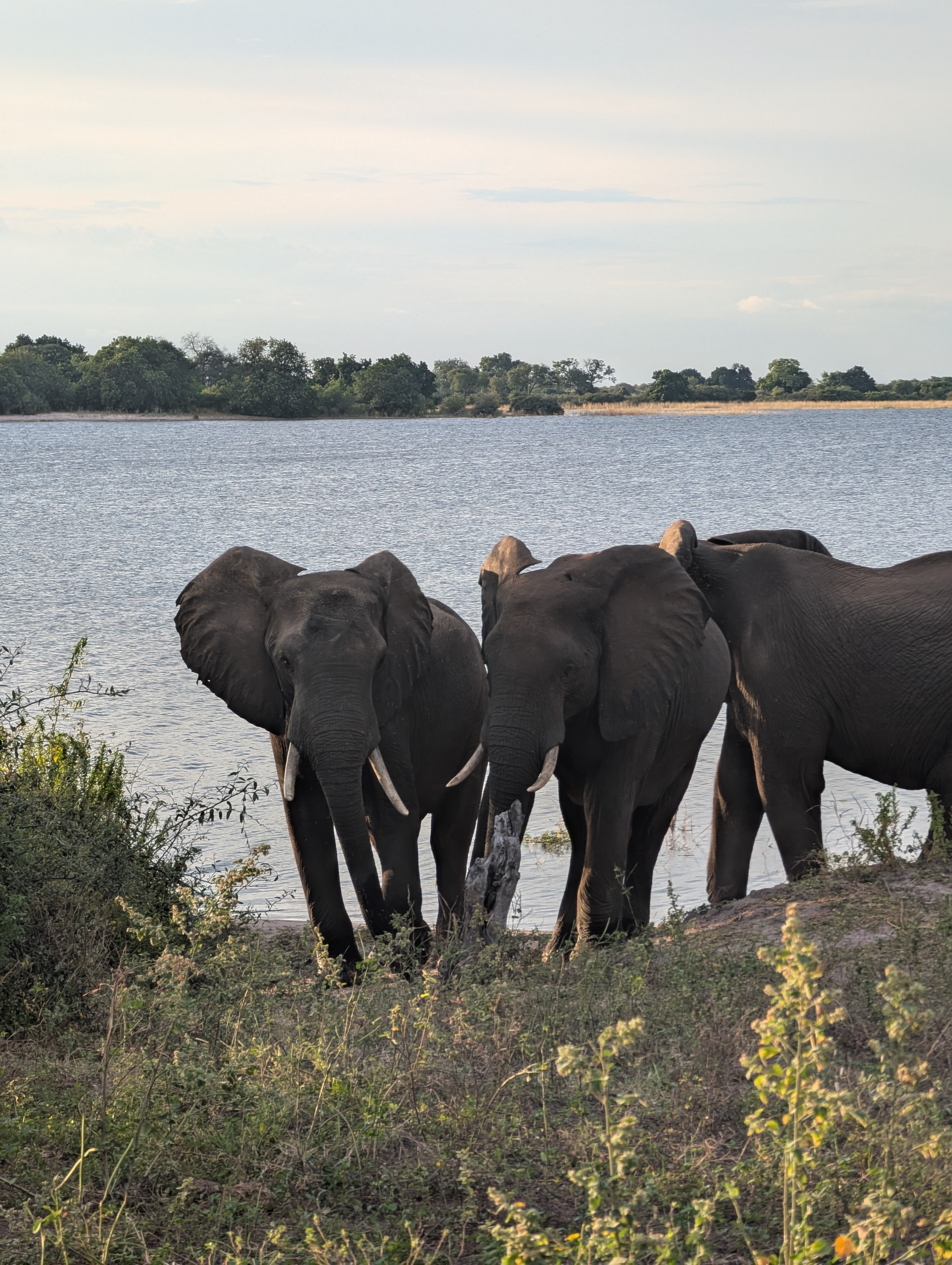Elephants gathering at the water's edge near Munga Plains.