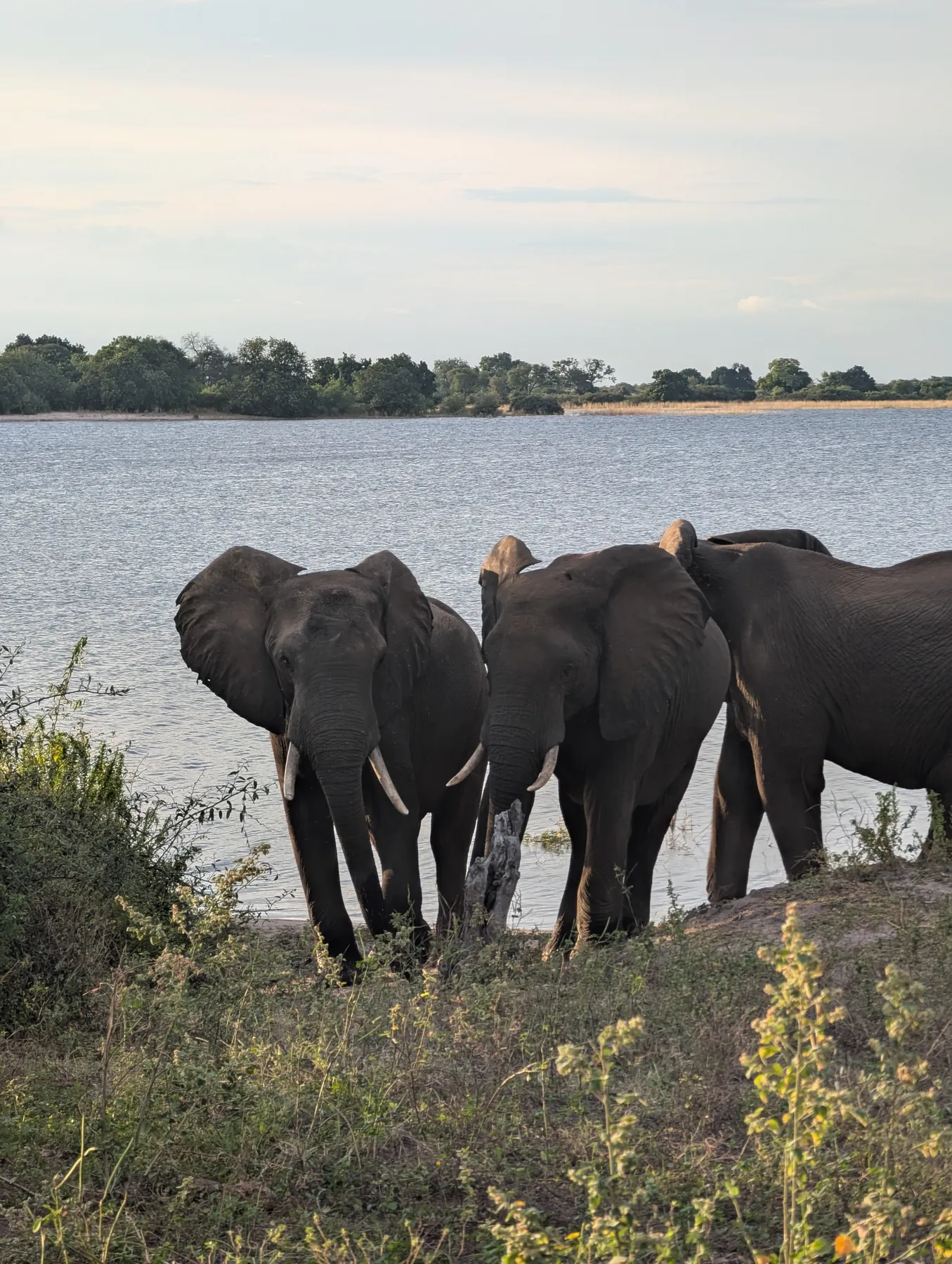 Elephants gathering at the water's edge near Munga Plains.